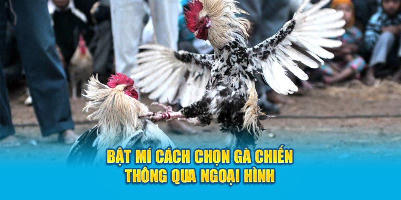 Bật mí cách chọn gà chiến thông qua ngoại hình