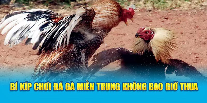 Bí kíp chơi đá gà miền Trung không bao giờ thua