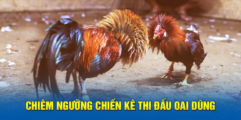 Chiêm ngưỡng chiến kê thi đấu oai dũng