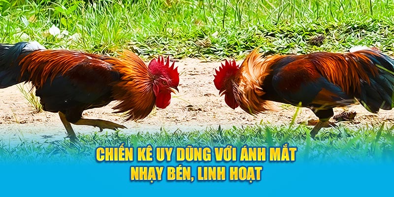 Chiến kê uy dũng với ánh mắt nhạy bén, linh hoạt