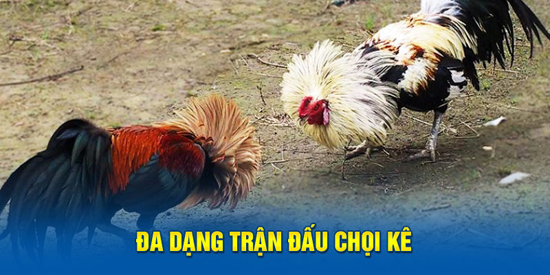 Đa dạng trận đấu chọi kê