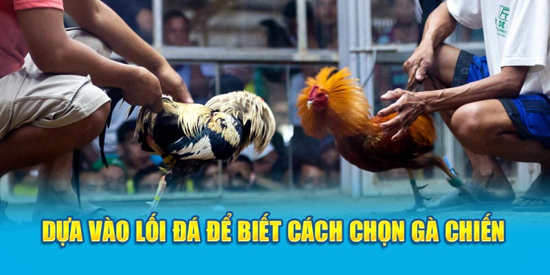  Dựa vào lối đá để biết cách chọn gà chiến 