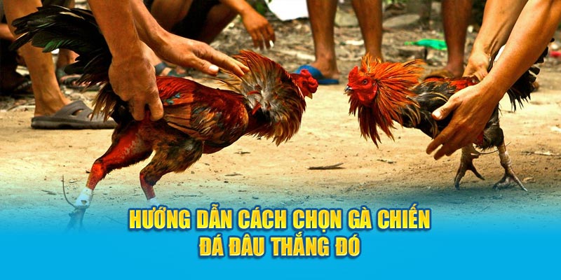 cách chọn gà chiến