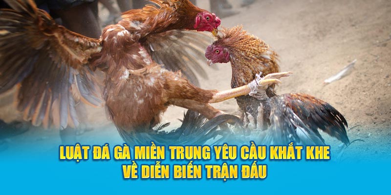 Luật đá gà miền Trung yêu cầu khắt khe về diễn biến trận đấu