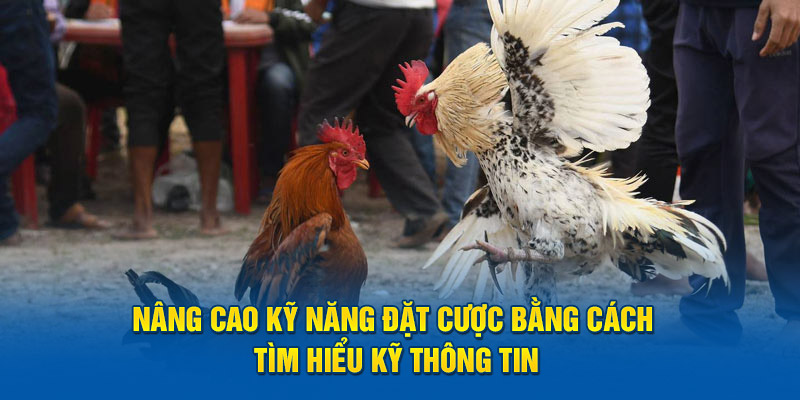 Nâng cao kỹ năng đặt cược bằng cách tìm hiểu kỹ thông tin