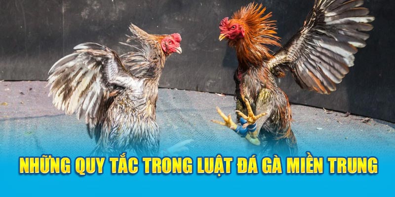 Những quy tắc trong luật đá gà miền Trung