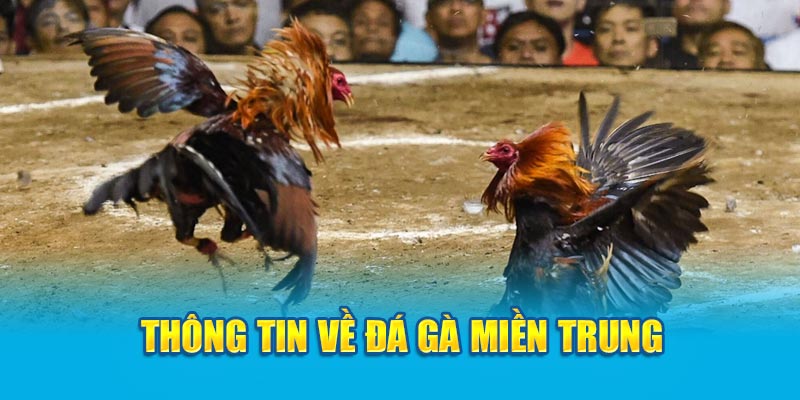 Thông tin về đá gà miền Trung