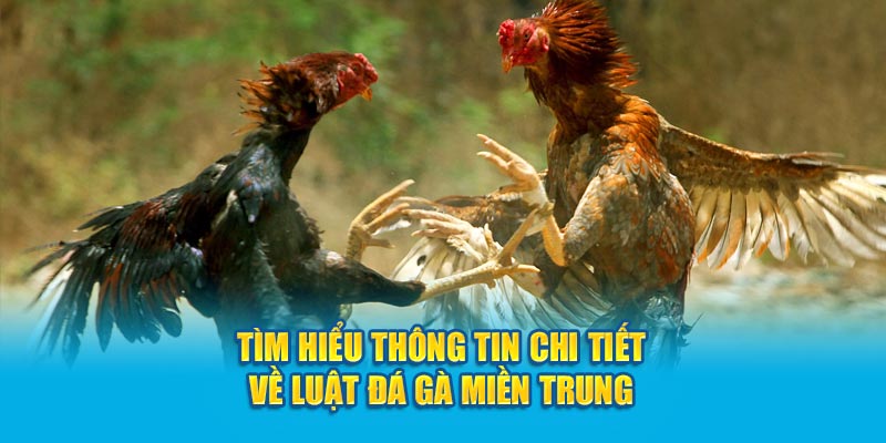 luật đá gà miền trung