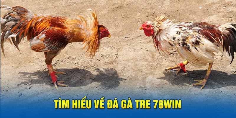 Tìm hiểu về đá gà tre 78Win