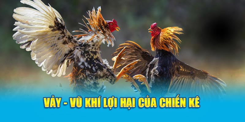 Vảy - Vũ khí lợi hại của chiến kê 